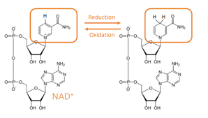 Check spelling or type a new query. The Chemistry Of Life Flashcards Quizlet