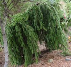 Picea Abies Pendula Epinette De Norvege Pleureuse Conifere Au Port Pleureur Branches Retombantes En Ca Weeping Norway Spruce Evergreen Garden Conifers Garden