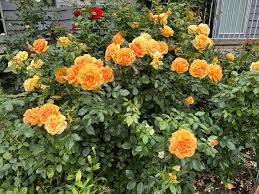 South Africa is a superb all around garden rose. Two large bushes in this  photo. They are pruned way down each spring then bounce back like this !  #selectroses #roses #garden #africa #