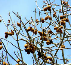 Image result for Sterculia appendiculata