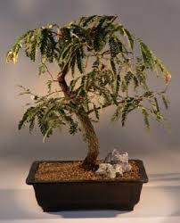 Different types of tamarind bonsai trees after training. Tamarind Bonsai Tree Tamarindus Indica