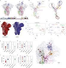 Controlling the SARS-CoV-2 spike glycoprotein conformation | Nature  Structural & Molecular Biology