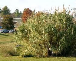 Image result for Arundo donax