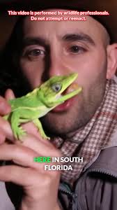 We caught an invader! #cubanknightanole #anole #reptiles #coyotepeterson