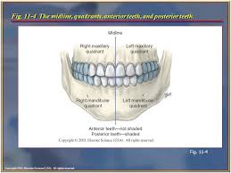 Image Result For Anterior And Posterior Teeth Teeth Dentistry