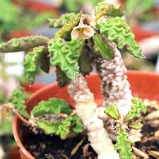 Image result for Euphorbia davyi