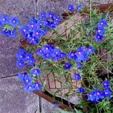 Image result for Anagallis pumila