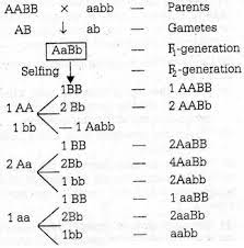 Прошу, мало времени какие гаметы образует организм с генотипом aabb особь с генотипом aabb образует гаметы. In A Dihybrid Cross Aabb X Aabb F2 Progeny Of Aabb Aabb Aabb And Aabb Occurs In The Ratio Of Sarthaks Econnect Largest Online Education Community