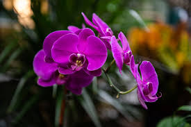 Once established, lady slipper plants will propagate on their own and live for many years if left undisturbed. House Plants For Your Charlotte Nc Home Plus Where To Buy And Proper Care Qc Exclusive