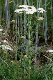 Common Yarrow Plants Of Abisko National Park Inaturalist