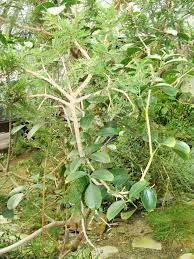 Image result for Schotia afra