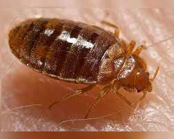 Inwoners die een tegel uit hun eigen tuin wipten, kregen er vrijdag en zaterdag in #kollum struiken met korting voor terug. à®® à® à® à®ª à® à® à®¯ à®µ à®°à® à® à®µà®¤ à®à®ª à®ªà® How To Repel Bugs à®ª à®® à®© à®¤à®® à®´