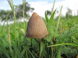 Image result for Psilocybin
