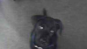 We did not find results for: 3 Month Old Lab Puppy Won T Stop Biting The Labrador Forum