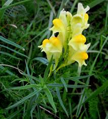 Yellow flowering plants in texas. Texas Invasives