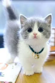 ‪Pet Cats | Cute Cats | Funny Cute Cats | Love Cat | Cat Cute | Cat Diys |  Things For Cats‬‏
