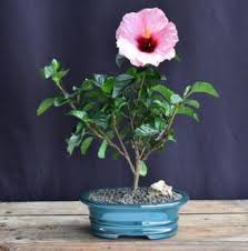 Image result for Hibiscus seineri
