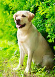 Aggressive And Reactive Behaviour In Labradors