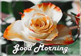 Tulips tulip flowers spring bloom nature blossom flora garden plant. Good Morning Flowers Latest Version For Android Download Apk