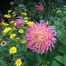 Ce genre, originaire du mexique et d'amérique centrale, comprend environ 25000 cultivars, au feuillage découpé vert ou pourpré, classés. Dahlia Alfred Grille Dahlia Alfred Grille Cactus Uploaded By Gotaspareticket