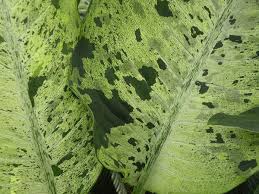 Dieffenbachia Camouflage In 2020 Tropical Plants Plants Variegated Plants