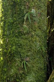 Image result for Angraecopsis parviflora