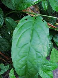 Image result for Euphorbia chevalieri