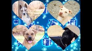 Dawn Cardinal Posted A Story Update On Four Homeless Dogs Christmas Wish Homeless Dogs Christmas Dog Dogs