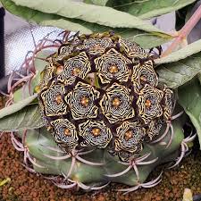 Image result for Dioscorea buchananii