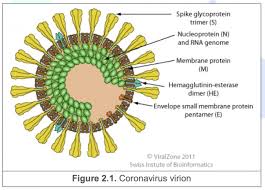 Ncbi virus is a community portal for. Test Corona Virus Incas