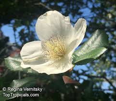 Image result for Cunoniaceae