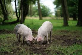Articole publicate cu eticheta pesta porcina. AlertÄ Sanitar VeterinarÄ In JudeÅ£ul Suceava Lumea Satului