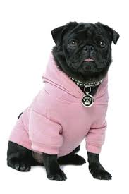 Small Black Pug Puppy Dog In Pink Clothes Isolated On White Background Pug Clothes Dog Clothes Cute Pugs