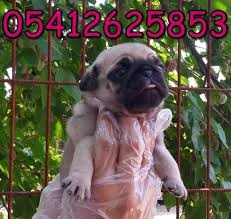 Pug Yavru Ilanlari Pug Yavru Pug Pug Kopekler