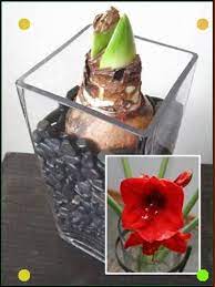 Plant Amaryllis Bulbs In A Glass Vase To Bloom At Christmas Pike Nurseries Amaryllis Bulbs Bulb Flowers Garden Bulbs
