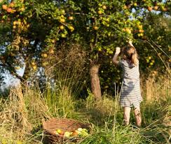Achten sie bei dieser gestaltung ihres hauses und gartens auf den eingang. Du Und Dein Garten Im Naturpark Dahme Heideseen Naturpark Dahme Heideseen