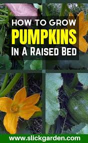 Generally, pumpkins require soil that is adequately aerated; Pin On Jepson Garden