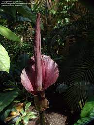 The illustration is available for download in high resolution quality up. Pin On Intestines Gut Digestive System