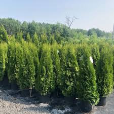 Image result for Hetaeria occidentalis