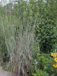 Image result for Andropogon