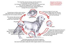 The english arrange dogs' shows and organize dogs' supper parties for winners o f dogs' competitions. How To Get Rid Of Fleas On Dogs For Good