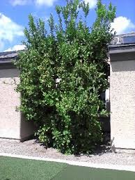 Apricot trees grow well near las vegas. Xtremehorticulture Of The Desert Successful Lemon Tree Growing In Las Vegas