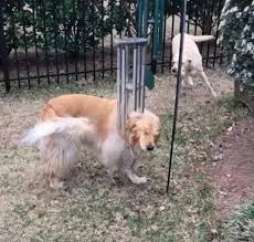 Aside from the breeder, the cost of a puppy will also depend on the kennel's location, the parents' bloodline, and the number of pups available. Extraordinary Golden Retriever Loves To Play The Wind Chimes Everyday While Singing Along To Music