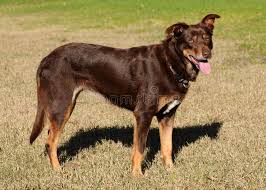 Australian Working Kelpie Shiny Australian Working Kelpie Standing Ad Working Australian K Australian Dog Breeds Australian Kelpie Australian Bulldog