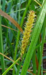 Image result for Euphorbia crebrifolia