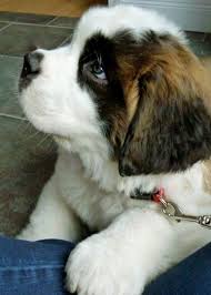 Upandroar Com Bad Luck Hates Happy People Most Beautiful Dog Breeds Beautiful Dogs Cute Dogs
