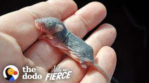 I was nervous at first, right away i washed my finger very well, and used peroxide. Watch The Teeniest Baby Deer Mice Grow Up In 30 Day Time Lapse The Dodo Little But Fierce Youtube