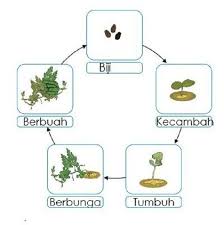 Beni selalu ditunjuk oleh guru. Kunci Jawaban Kelas 3 Sd Tema 1 Halaman 155 156 159 160 Subtema 4 Pertumbuhan Dan Perkembangan Tumbuhan