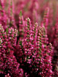 Red Heather Heather Flower Wildflower Garden Planting Flowers