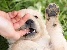 How To Get A Puppy Dog To Stop Biting Pethelpful